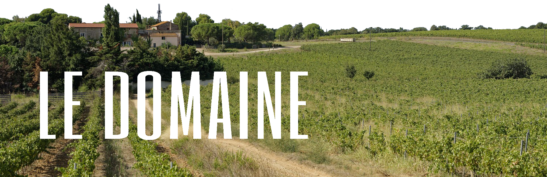 vineyard, field, rural, burgundy, france, landscape, hills, grapevines, plantation, nature, countryside, scenery, summer, evening sky, evening mood, vineyard, vineyard, vineyard, vineyard, vineyard, france, france, france, summer