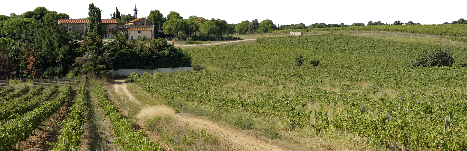 vineyard, field, rural, burgundy, france, landscape, hills, grapevines, plantation, nature, countryside, scenery, summer, evening sky, evening mood, vineyard, vineyard, vineyard, vineyard, vineyard, france, france, france, summer