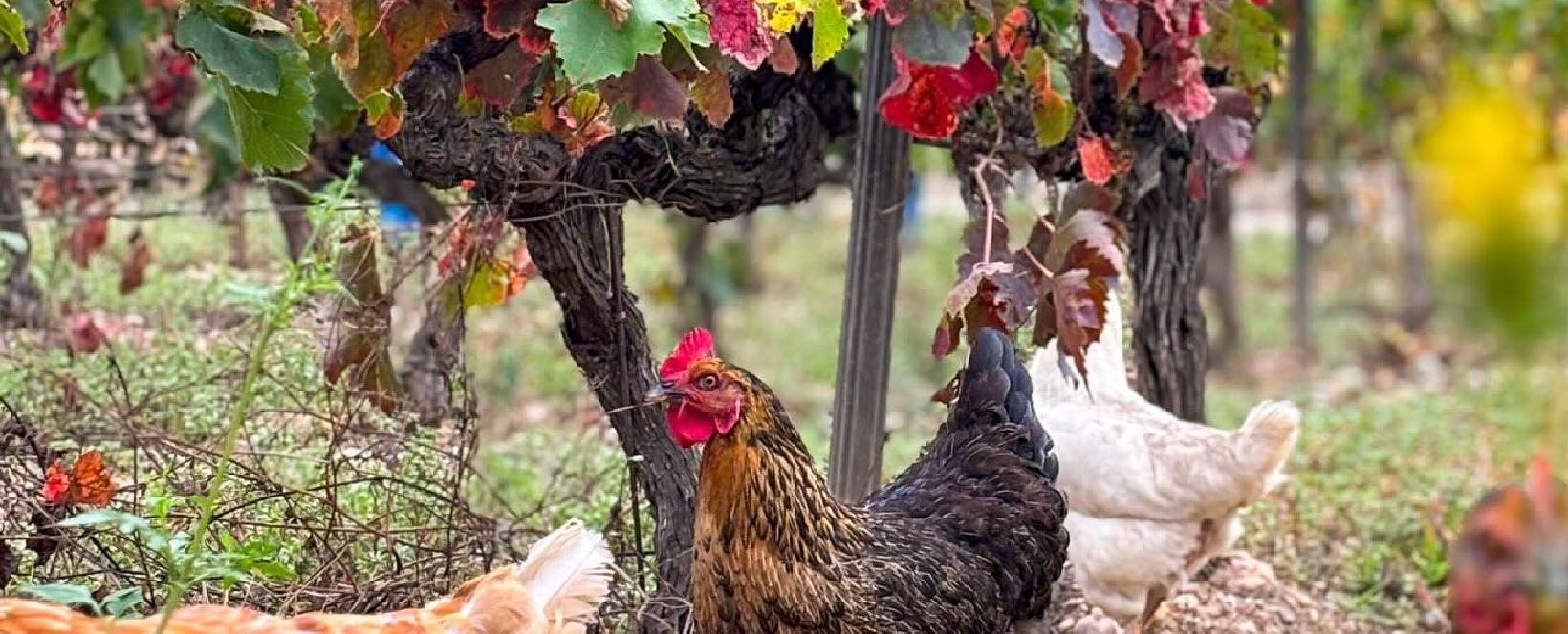 vineyard, field, rural, burgundy, france, landscape, hills, grapevines, plantation, nature, countryside, scenery, summer, evening sky, evening mood, vineyard, vineyard, vineyard, vineyard, vineyard, france, france, france, summer